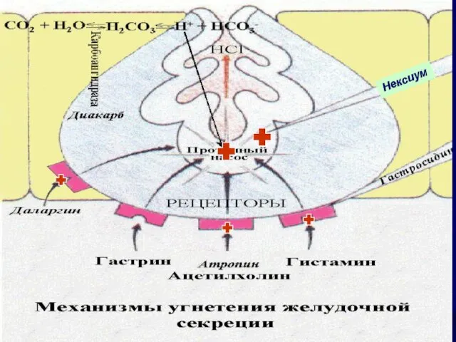 Нексиум