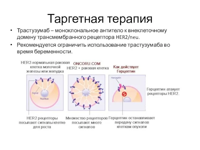 Таргетная терапия Трастузумаб – моноклональное антитело к внеклеточному домену трансмембранного