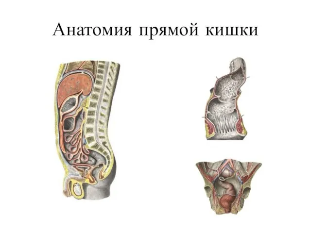 Анатомия прямой кишки