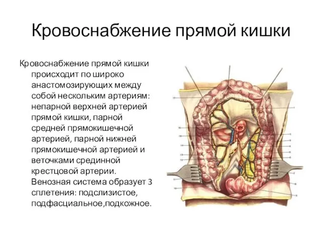 Кровоснабжение прямой кишки Кровоснабжение прямой кишки происходит по широко анастомозирующих