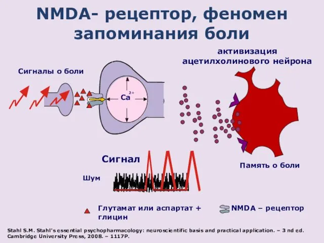 NMDA- рецептор, феномен запоминания боли 2+ Ca Сигналы о боли