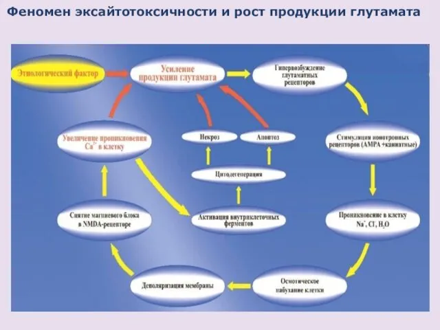 Феномен эксайтотоксичности и рост продукции глутамата