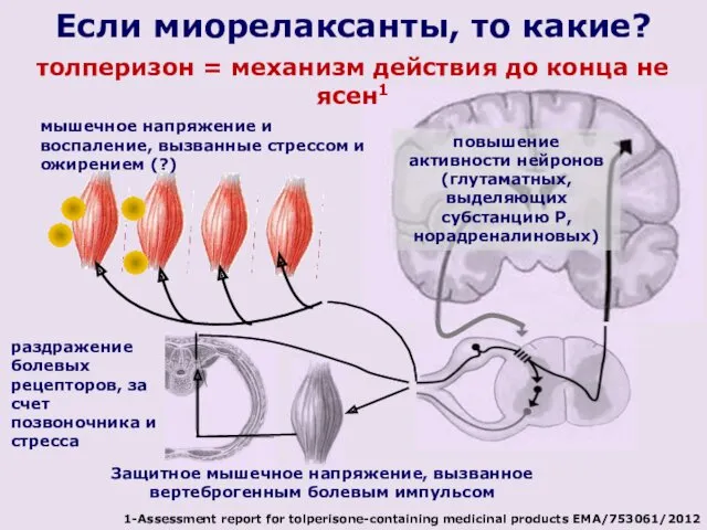 повышение активности нейронов (глутаматных, выделяющих субстанцию Р, норадреналиновых) Если миорелаксанты,