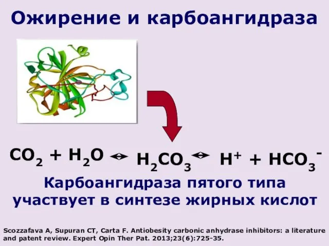 CO2 + H2O H2CO3 H+ + HCO3- Ожирение и карбоангидраза