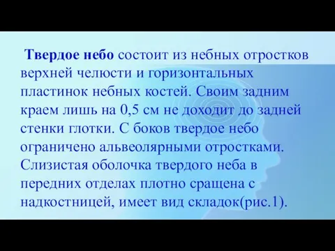 Твердое небо состоит из небных отростков верхней челюсти и горизонтальных