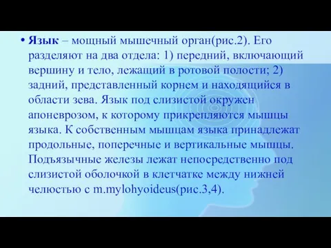 Язык – мощный мышечный орган(рис.2). Его разделяют на два отдела: