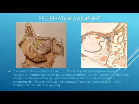 РЕШЕТЧАТЫЙ ЛАБИРИНТ FS – sinus frontalis (лобная пазуха); SS – sinus sphenoidalis (клиновидная