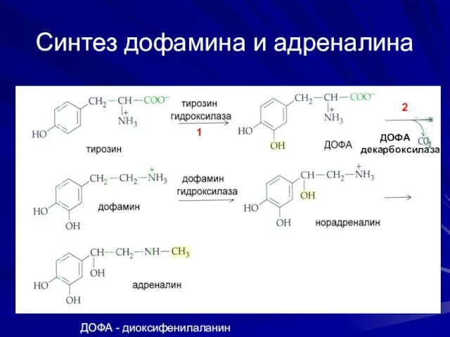 Синтез дофамина и адреналина 1 ДОФА декарбоксилаза 2 ДОФА - дигидроксифенилаланин ДОФА - диоксифенилаланин