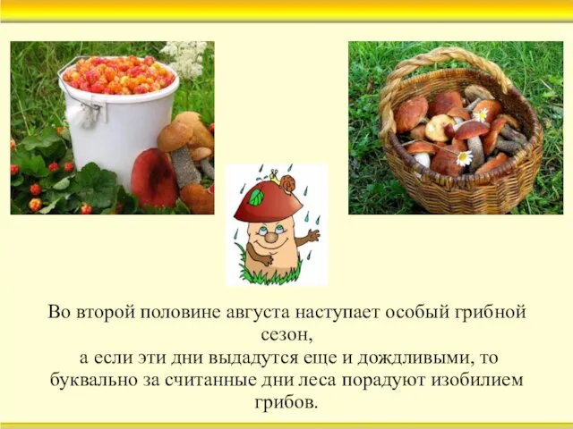 Во второй половине августа наступает особый грибной сезон, а если