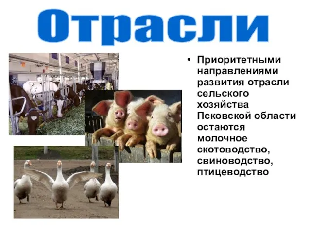 Отрасли Приоритетными направлениями развития отрасли сельского хозяйства Псковской области остаются молочное скотоводство, свиноводство, птицеводство