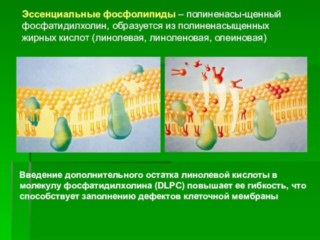 Введение дополнительного остатка линолевой кислоты в молекулу фосфатидилхолина (DLPC) повышает ее гибкость, что