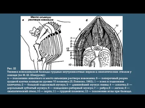 Рис. 22 Техника новокаињоаой блокады грудных внутренностных нервов ц симпатических стволов у лошади