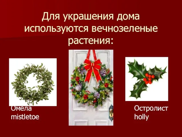 Для украшения дома используются вечнозеленые растения: Омела mistletoe Остролист holly