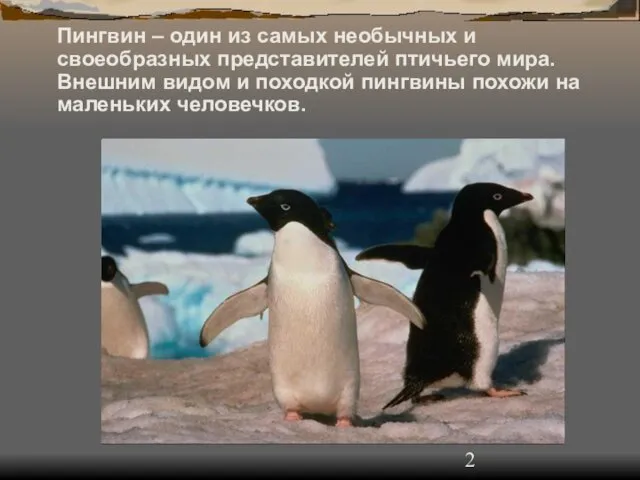 Пингвин – один из самых необычных и своеобразных представителей птичьего