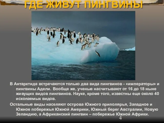 ГДЕ ЖИВУТ ПИНГВИНЫ В Антарктиде встречаются только два вида пингвинов