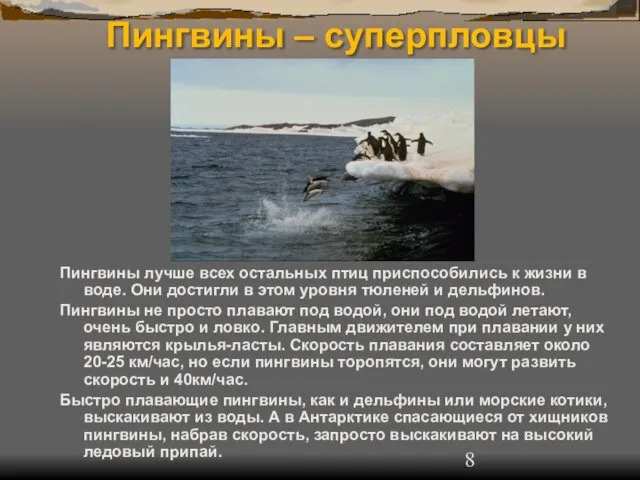 Пингвины – суперпловцы Пингвины лучше всех остальных птиц приспособились к