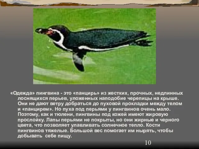 «Одежда» пингвина - это «панцирь» из жестких, прочных, недлинных лоснящихся