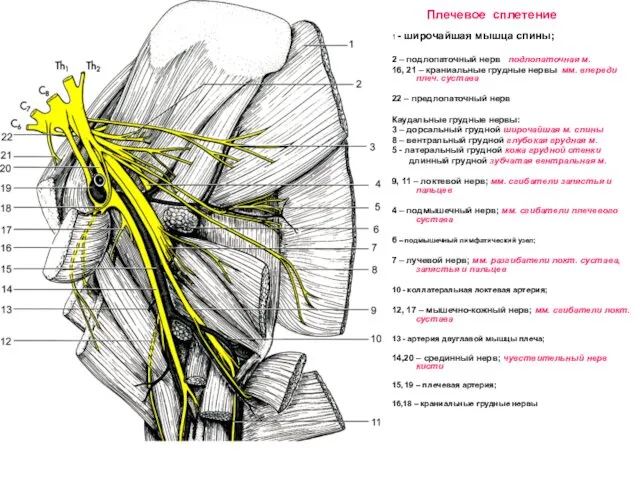 Плечевое сплетение 1 - широчайшая мышца спины; 2 – подлопаточный нерв подлопаточная м.