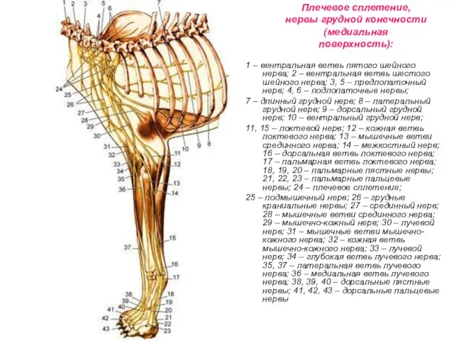 Плечевое сплетение, нервы грудной конечности (медиальная поверхность): 1 – вентральная ветвь пятого шейного