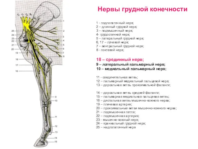 Нервы грудной конечности 1 - подлопаточный нерв; 2 – длинный грудной нерв; 3