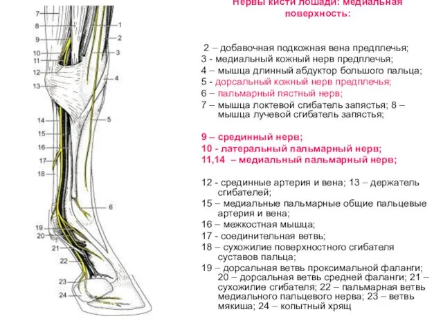 Нервы кисти лошади: медиальная поверхность: 2 – добавочная подкожная вена предплечья; 3 -