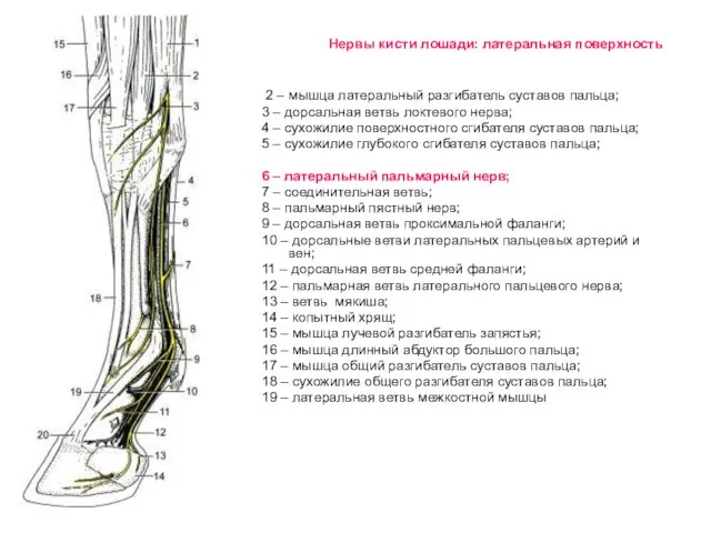 Нервы кисти лошади: латеральная поверхность 2 – мышца латеральный разгибатель