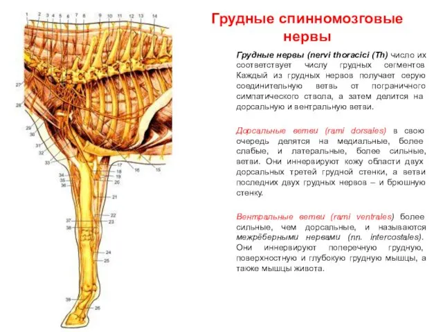 Грудные спинномозговые нервы Грудные нервы (nervi thoracici (Th) число их соответствует числу грудных