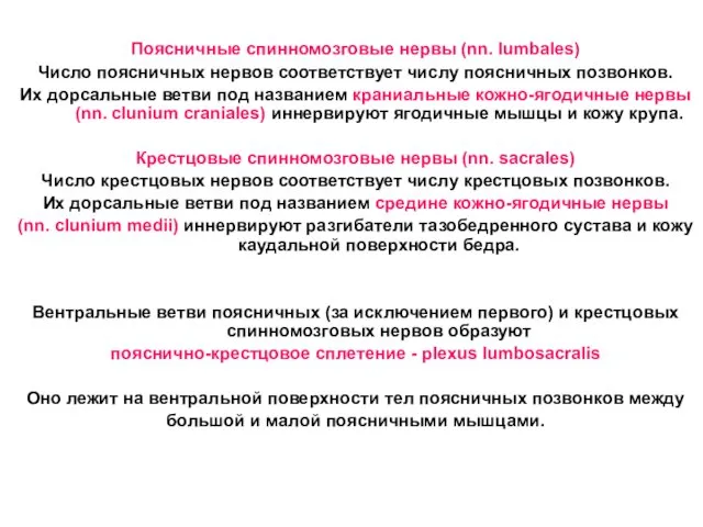 Поясничные спинномозговые нервы (nn. lumbales) Число поясничных нервов соответствует числу поясничных позвонков. Их