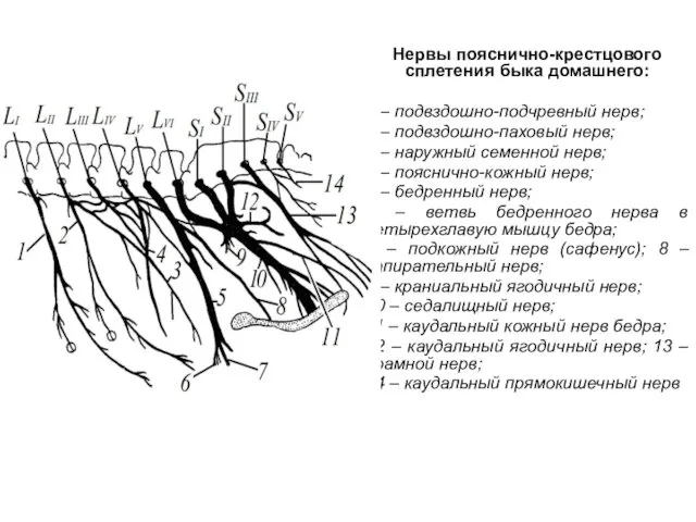 Нервы пояснично-крестцового сплетения быка домашнего: 1 – подвздошно-подчревный нерв; 2 – подвздошно-паховый нерв;