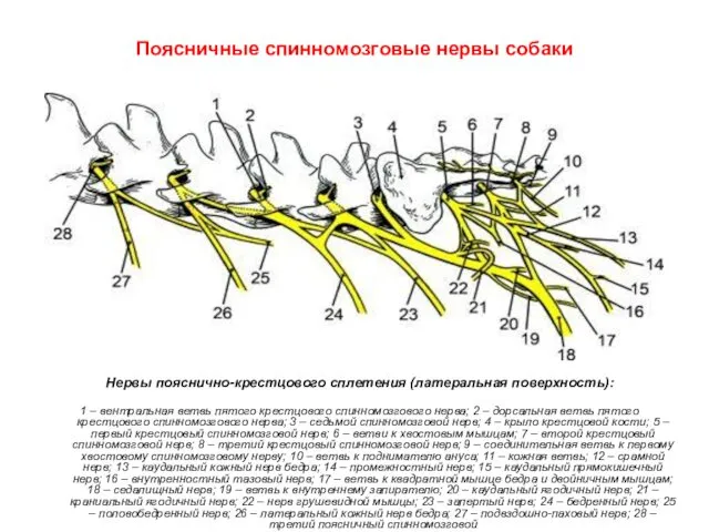 Поясничные спинномозговые нервы собаки Нервы пояснично-крестцового сплетения (латеральная поверхность): 1 – вентральная ветвь