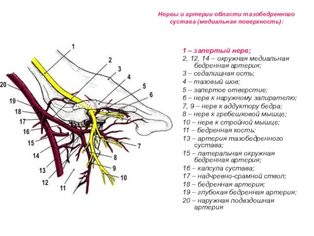 Нервы и артерии области тазобедренного сустава (медиальная поверхность): 1 – запертый нерв; 2,