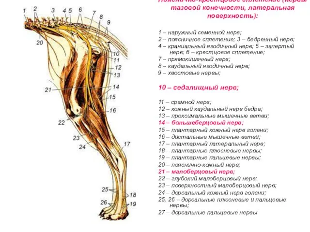 Пояснично-крестцовое сплетение (нервы тазовой конечности, латеральная поверхность): 1 – наружный семенной нерв; 2