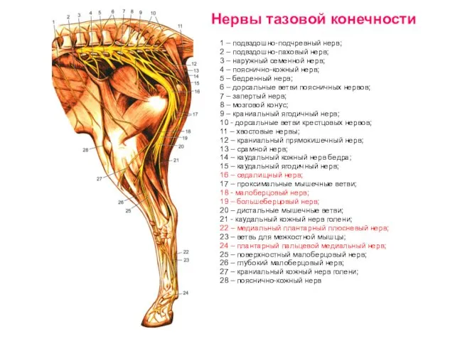 Нервы тазовой конечности 1 – подвздошно-подчревный нерв; 2 – подвздошно-паховый нерв; 3 –