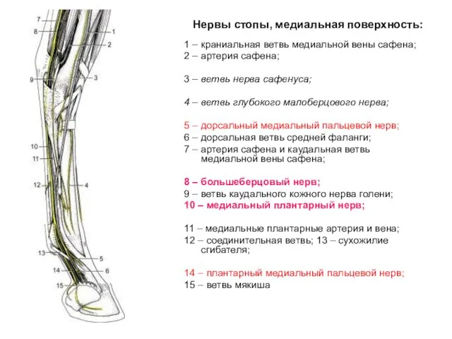 Нервы стопы, медиальная поверхность: 1 – краниальная ветвь медиальной вены сафена; 2 –