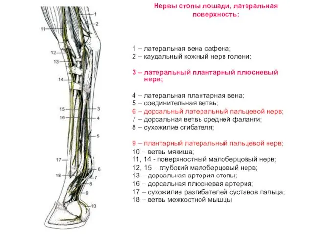 Нервы стопы лошади, латеральная поверхность: 1 – латеральная вена сафена; 2 – каудальный