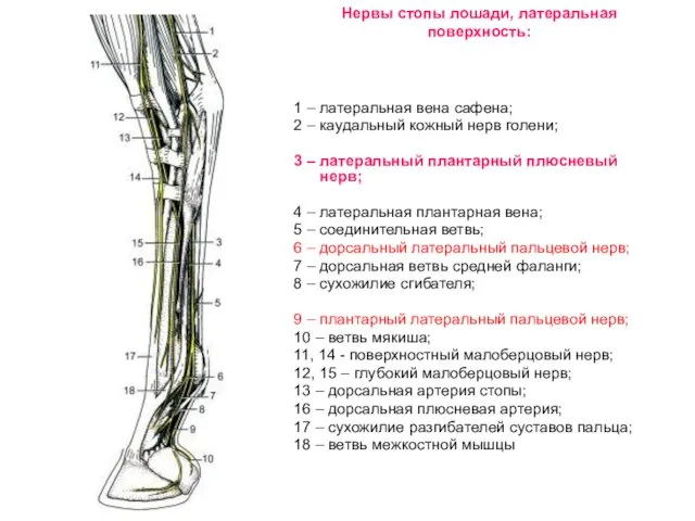 Нервы стопы лошади, латеральная поверхность: 1 – латеральная вена сафена;