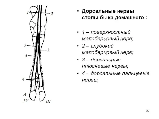 Дорсальные нервы стопы быка домашнего : 1 – поверхностный малоберцовый нерв; 2 –