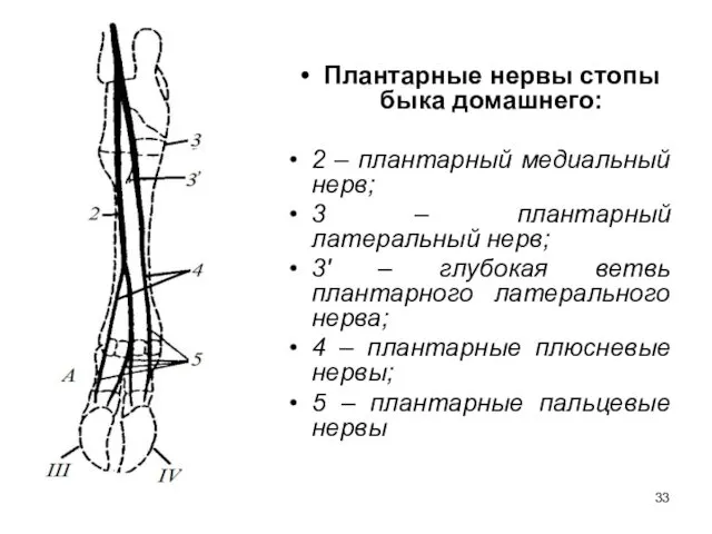 Плантарные нервы стопы быка домашнего: 2 – плантарный медиальный нерв; 3 – плантарный