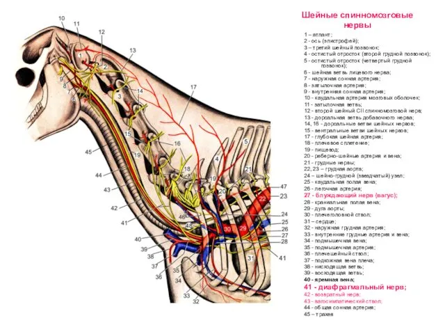 Шейные спинномозговые нервы 1 – атлант; 2 - ось (эпистрофей); 3 – третий