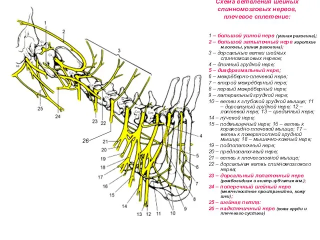 Схема ветвления шейных спинномозговых нервов, плечевое сплетение: 1 – большой ушной нерв (ушная