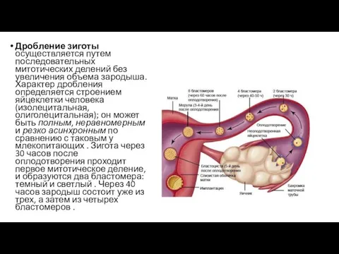 Дробление зиготы осуществляется путем последовательных митотических делений без увеличения объема