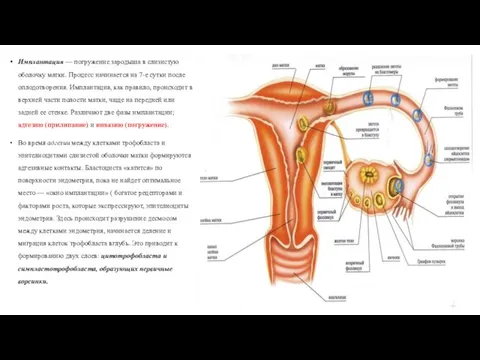 Имплантация — погружение зародыша в слизистую оболочку матки. Процесс начинается