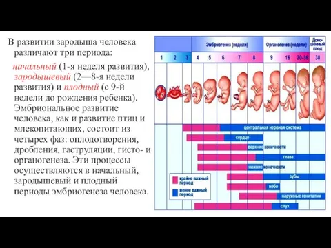 В развитии зародыша человека различают три периода: начальный (1-я неделя