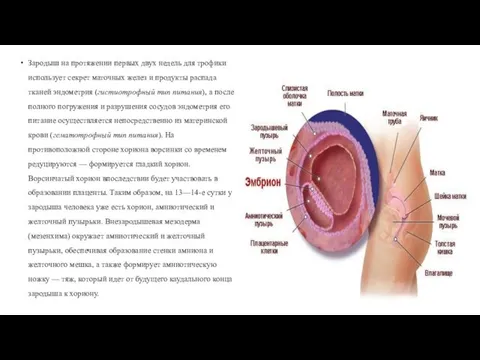 Зародыш на протяжении первых двух недель для трофики использует секрет