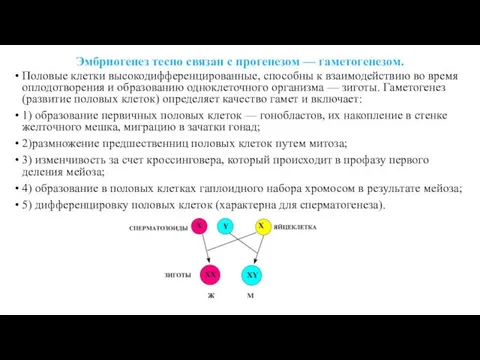 Эмбриогенез тесно связан с прогенезом — гаметогенезом. Половые клетки высокодифференцированные,