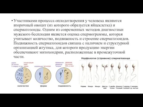 Участниками процесса оплодотворения у человека являются вторичный овоцит (из которого