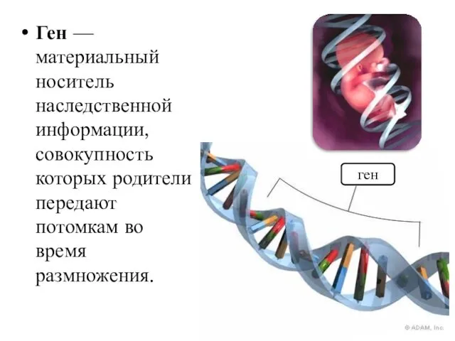 Ген — материальный носитель наследственной информации, совокупность которых родители передают потомкам во время размножения. ген