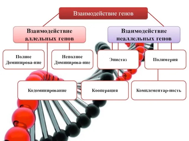 Взаимодействие генов Взаимодействие аллельных генов Взаимодействие неаллельных генов Полное Доминирова-ние Неполное Доминирова-ние Полимерия