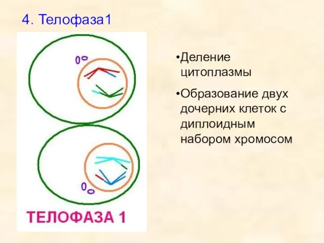 4. Телофаза1 Деление цитоплазмы Образование двух дочерних клеток с диплоидным набором хромосом