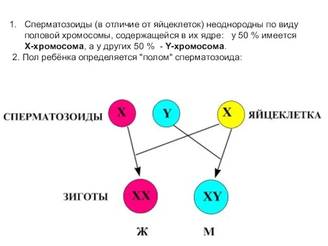 Сперматозоиды (в отличие от яйцеклеток) неоднородны по виду половой хромосомы, содержащейся в их